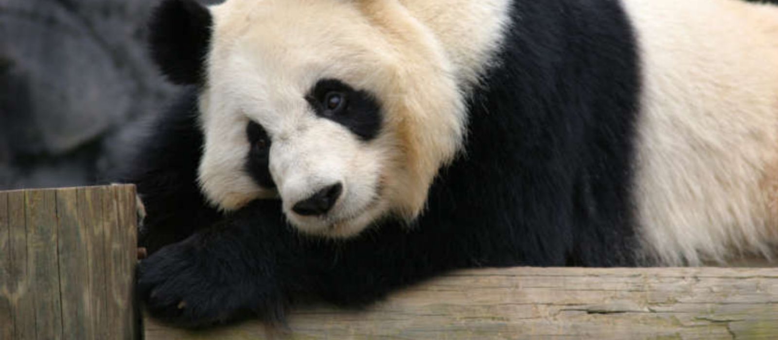gigant_panda